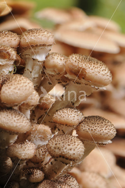 Schubbige bundelzwam (Pholiota squarrosa)