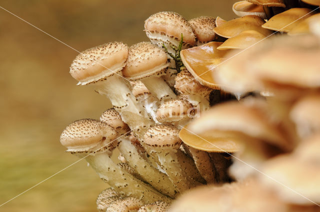 Schubbige bundelzwam (Pholiota squarrosa)