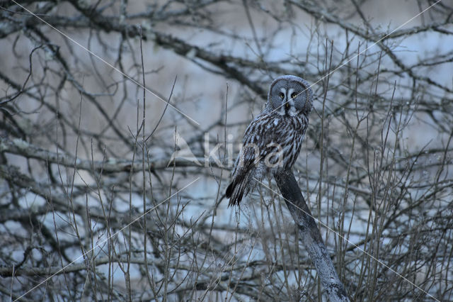 Great Grey Owl (Strix nebulosa)