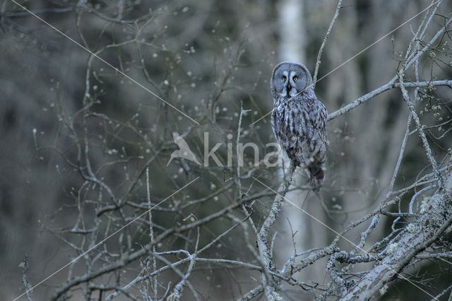 Great Grey Owl (Strix nebulosa)