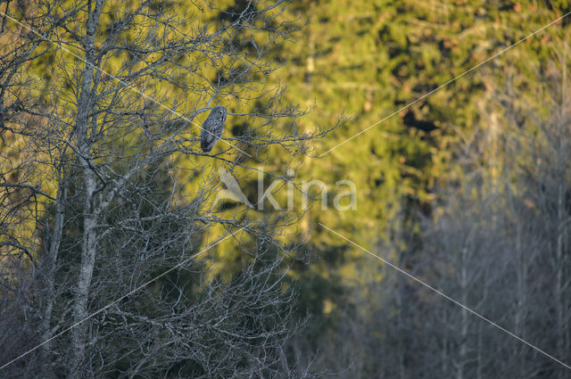 Great Grey Owl (Strix nebulosa)