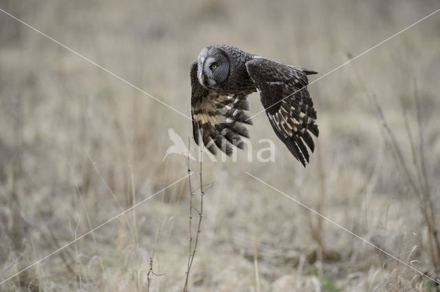 Great Grey Owl (Strix nebulosa)