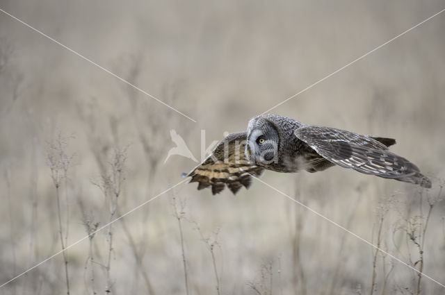 Great Grey Owl (Strix nebulosa)