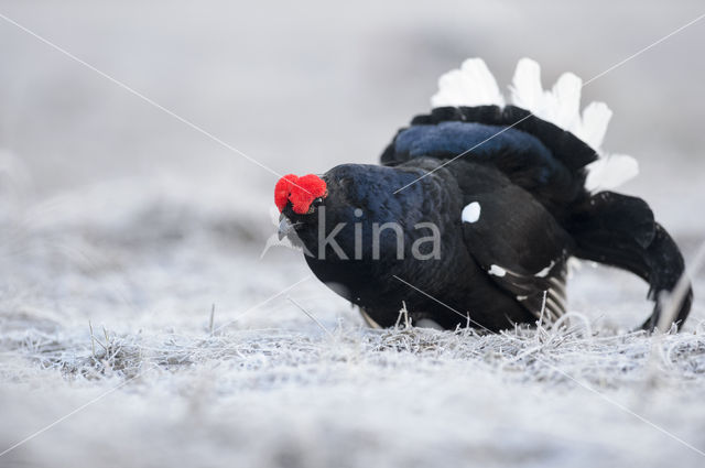 Black Grouse (Tetrao tetrix)