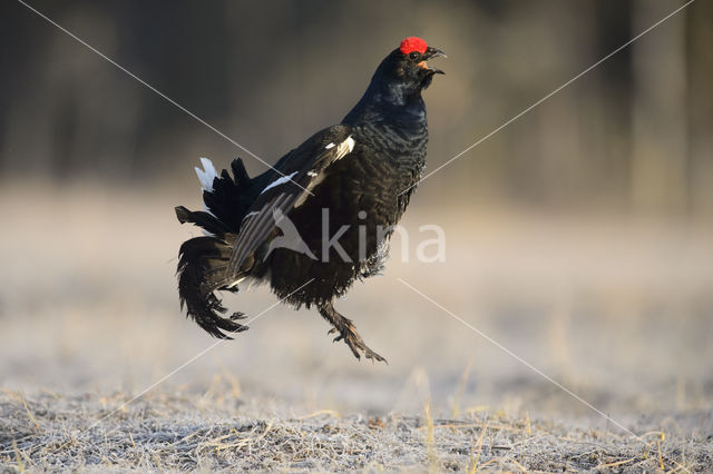 Black Grouse (Tetrao tetrix)