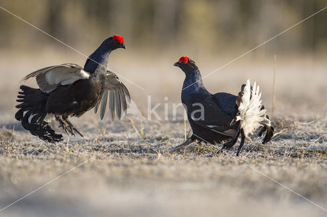 Black Grouse (Tetrao tetrix)