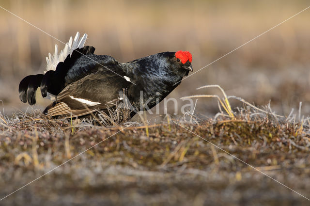 Black Grouse (Tetrao tetrix)