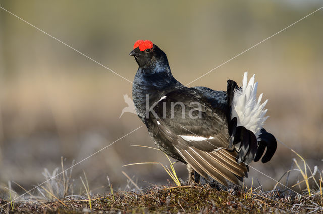 Black Grouse (Tetrao tetrix)