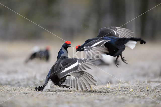 Black Grouse (Tetrao tetrix)