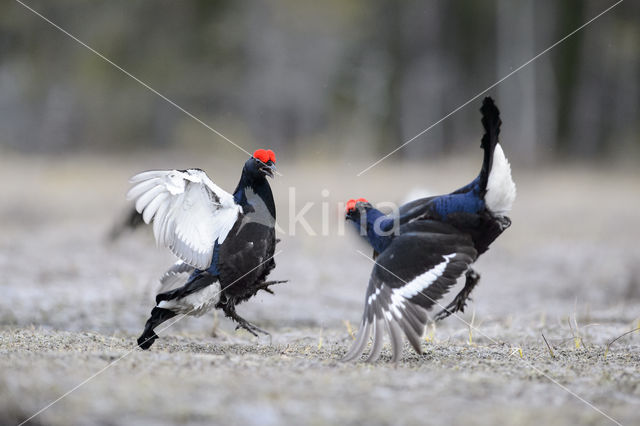 Black Grouse (Tetrao tetrix)