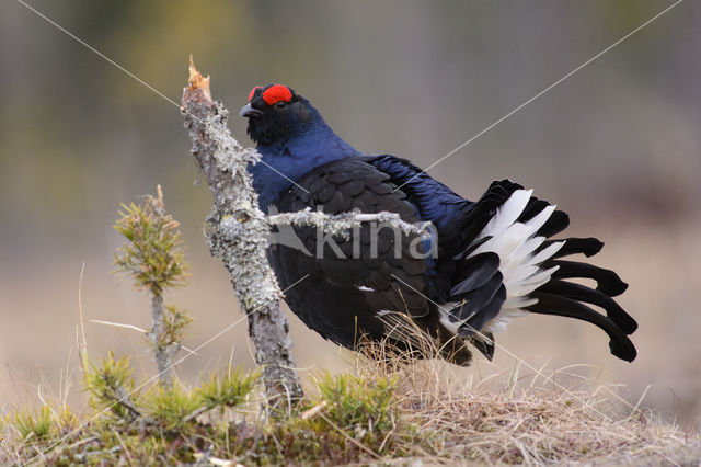 Black Grouse (Tetrao tetrix)