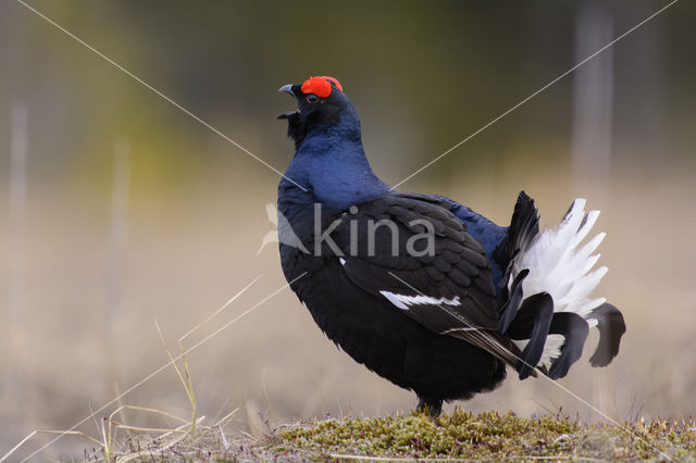 Black Grouse (Tetrao tetrix)