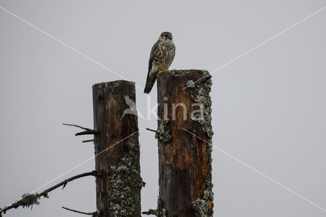 Smelleken (Falco columbarius)