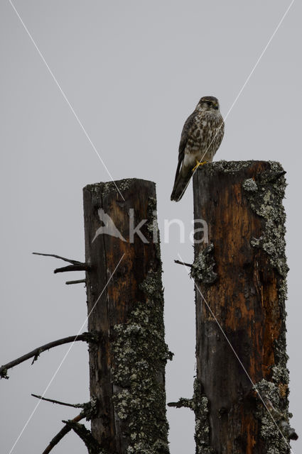 Smelleken (Falco columbarius)