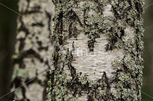 Lichen (Haematomma spec.)
