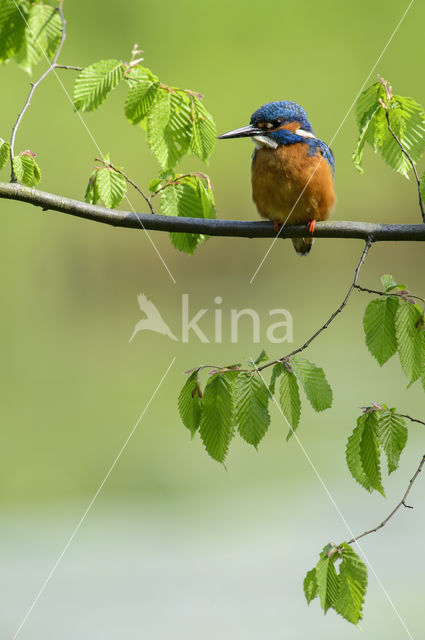 IJsvogel (Alcedo atthis)