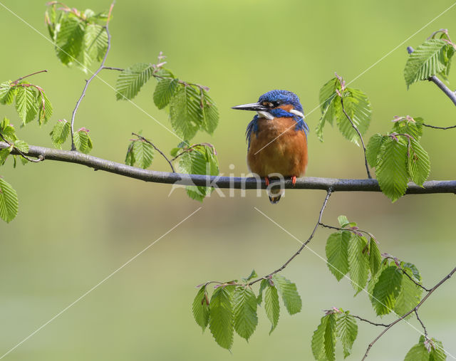 IJsvogel (Alcedo atthis)