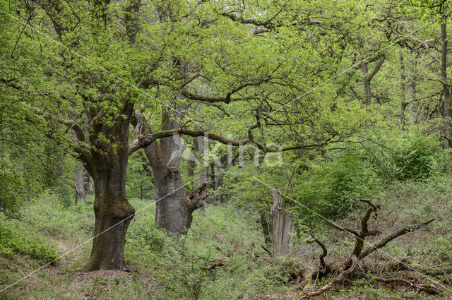 Zomereik (Quercus robur)