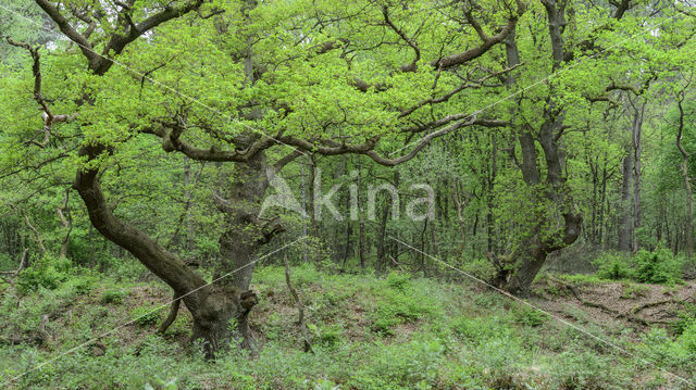 Zomereik (Quercus robur)