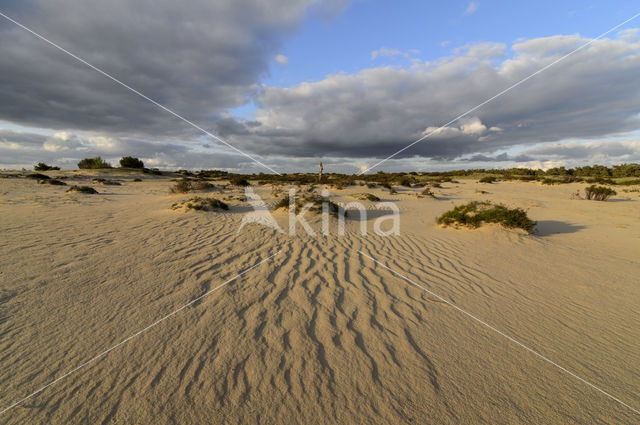 Nationaal Park De Hoge Veluwe