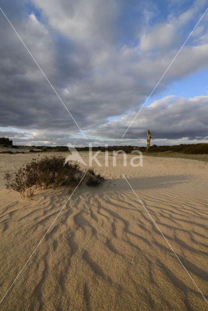 Nationaal Park De Hoge Veluwe