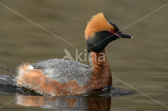 Kuifduiker (Podiceps auritus)