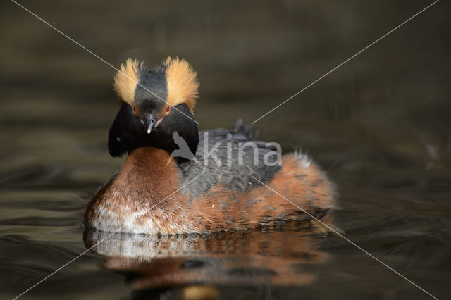 Kuifduiker (Podiceps auritus)