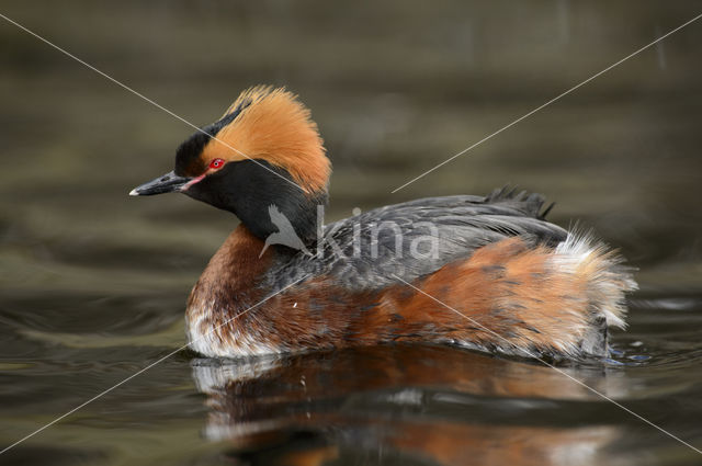 Kuifduiker (Podiceps auritus)