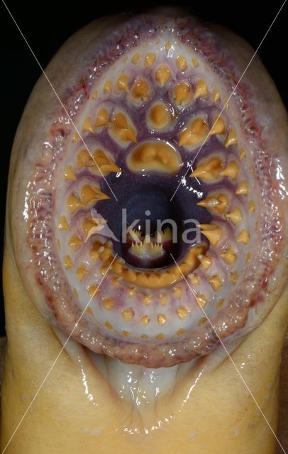 Sea Lamprey (Petromyzon marinus)