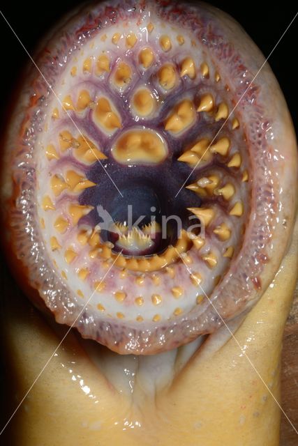 Sea Lamprey (Petromyzon marinus)