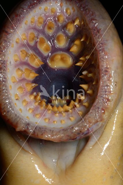 Sea Lamprey (Petromyzon marinus)