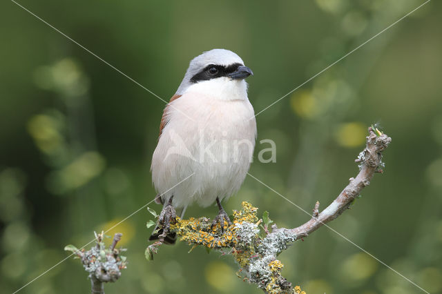 Grauwe Klauwier (Lanius collurio)