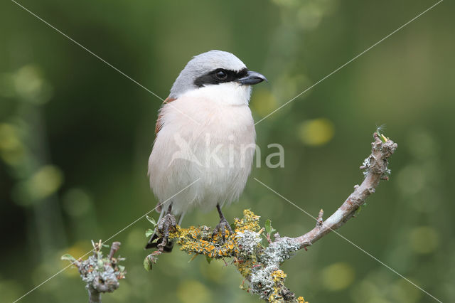 Grauwe Klauwier (Lanius collurio)