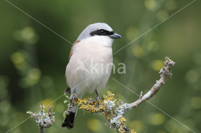 Grauwe Klauwier (Lanius collurio)