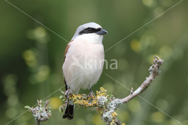 Grauwe Klauwier (Lanius collurio)