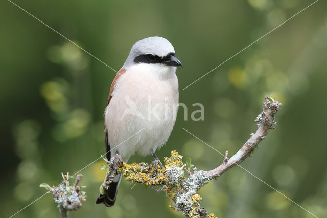 Grauwe Klauwier (Lanius collurio)