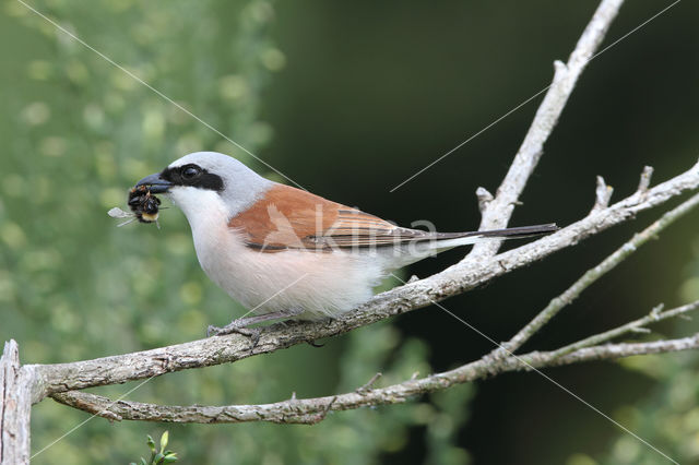 Grauwe Klauwier (Lanius collurio)