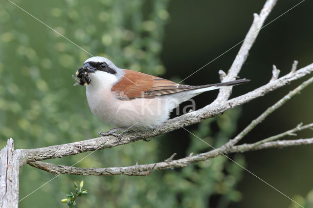 Grauwe Klauwier (Lanius collurio)