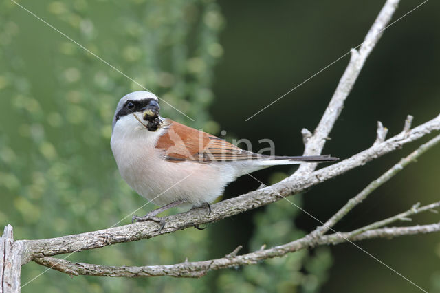 Red-backed Shrike (Lanius collurio)