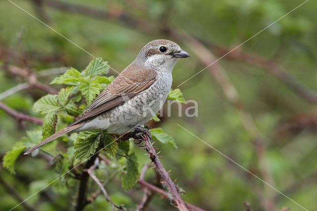 Grauwe Klauwier (Lanius collurio)