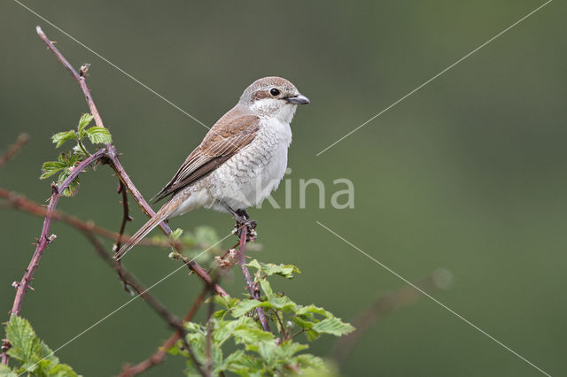 Grauwe Klauwier (Lanius collurio)