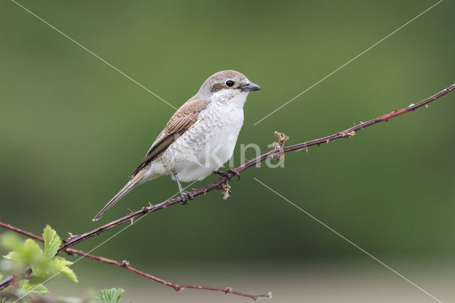 Grauwe Klauwier (Lanius collurio)