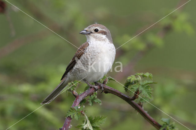 Red-backed Shrike (Lanius collurio)