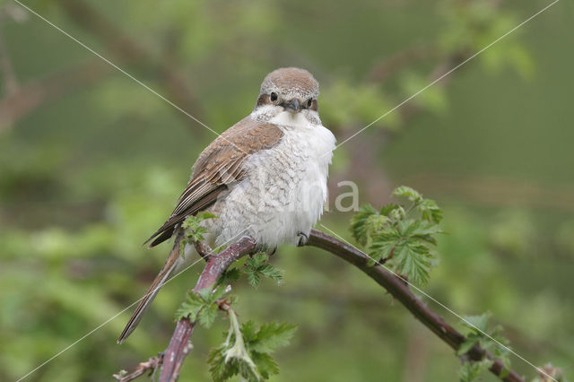 Grauwe Klauwier (Lanius collurio)