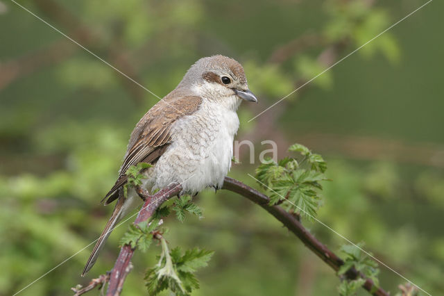 Grauwe Klauwier (Lanius collurio)