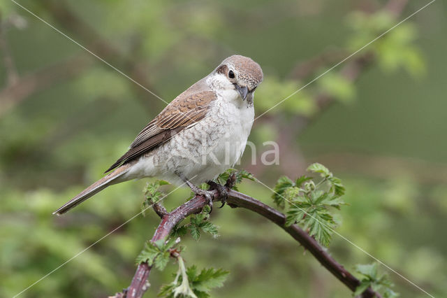 Grauwe Klauwier (Lanius collurio)