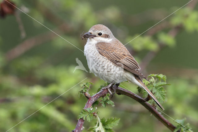 Grauwe Klauwier (Lanius collurio)