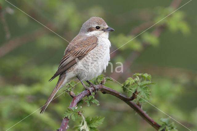 Grauwe Klauwier (Lanius collurio)