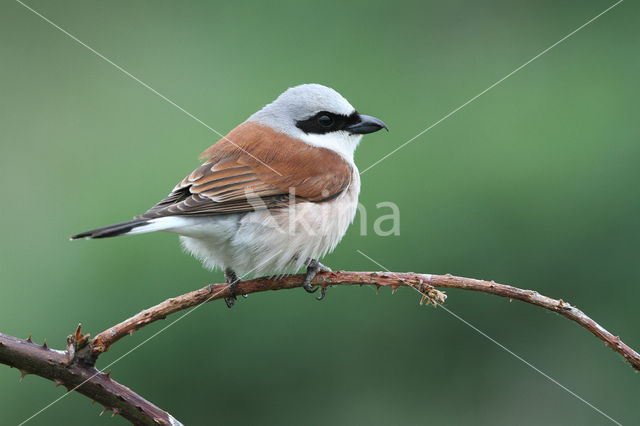 Grauwe Klauwier (Lanius collurio)