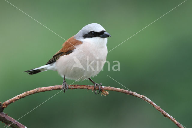 Grauwe Klauwier (Lanius collurio)